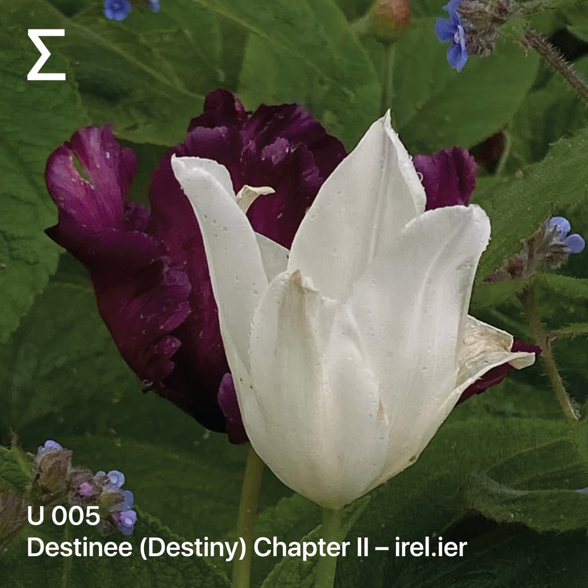 U 005 – Destinee (Destiny) Chapter II – irel.ier