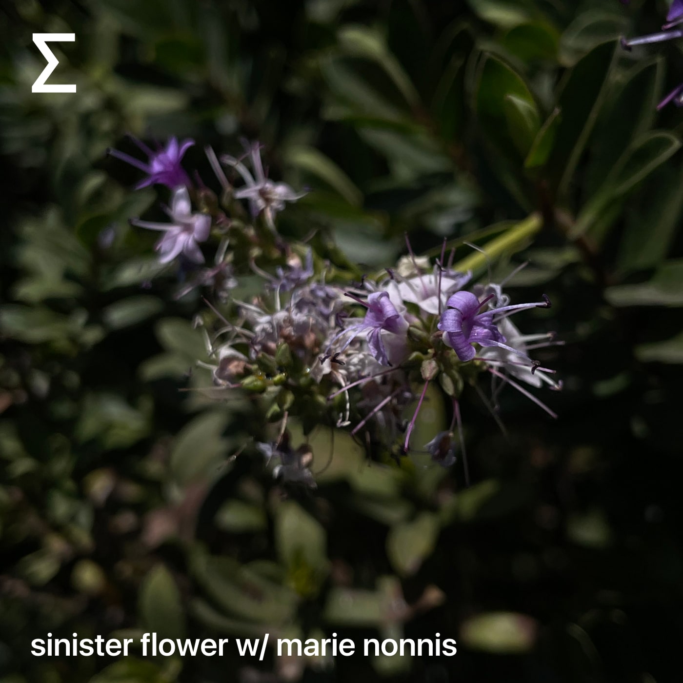 sinister flower w/ marie nonnis