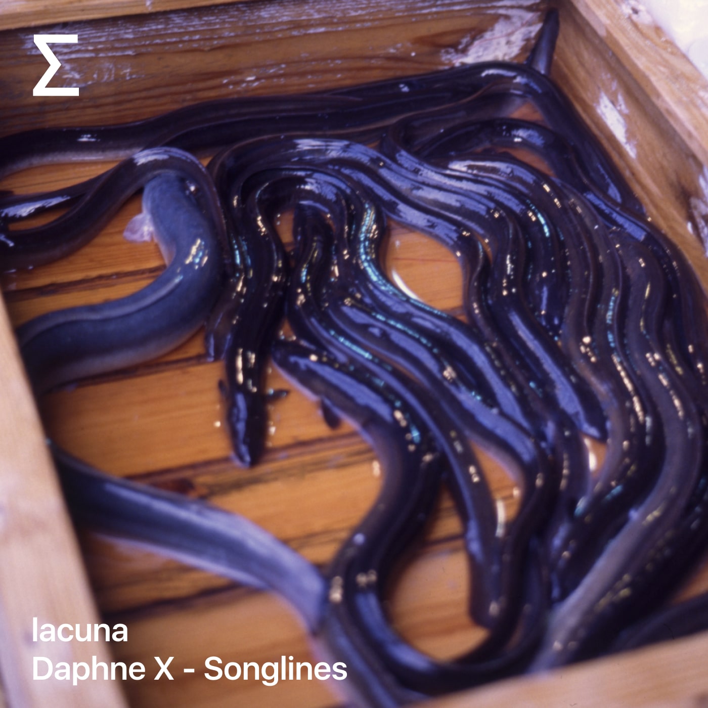 lacuna – Daphne X - Songlines