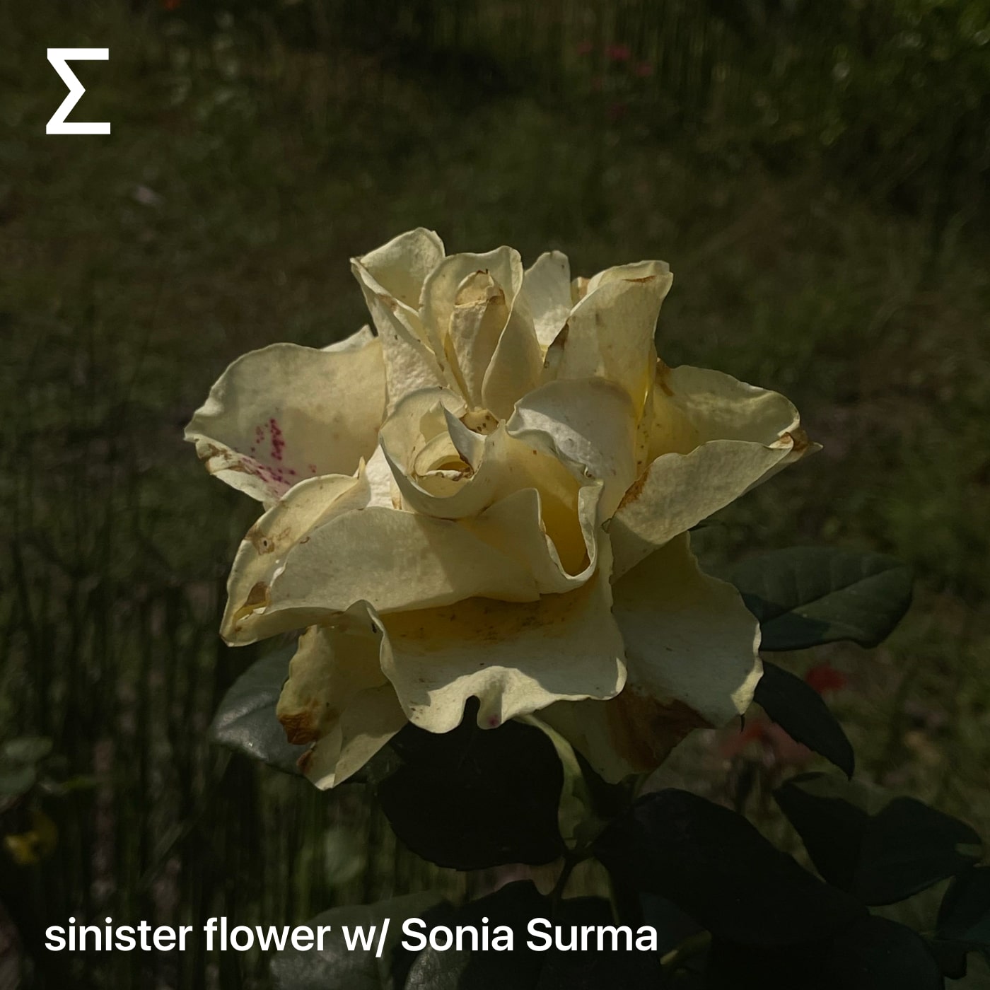 sinister flower w/ Sonia Surma