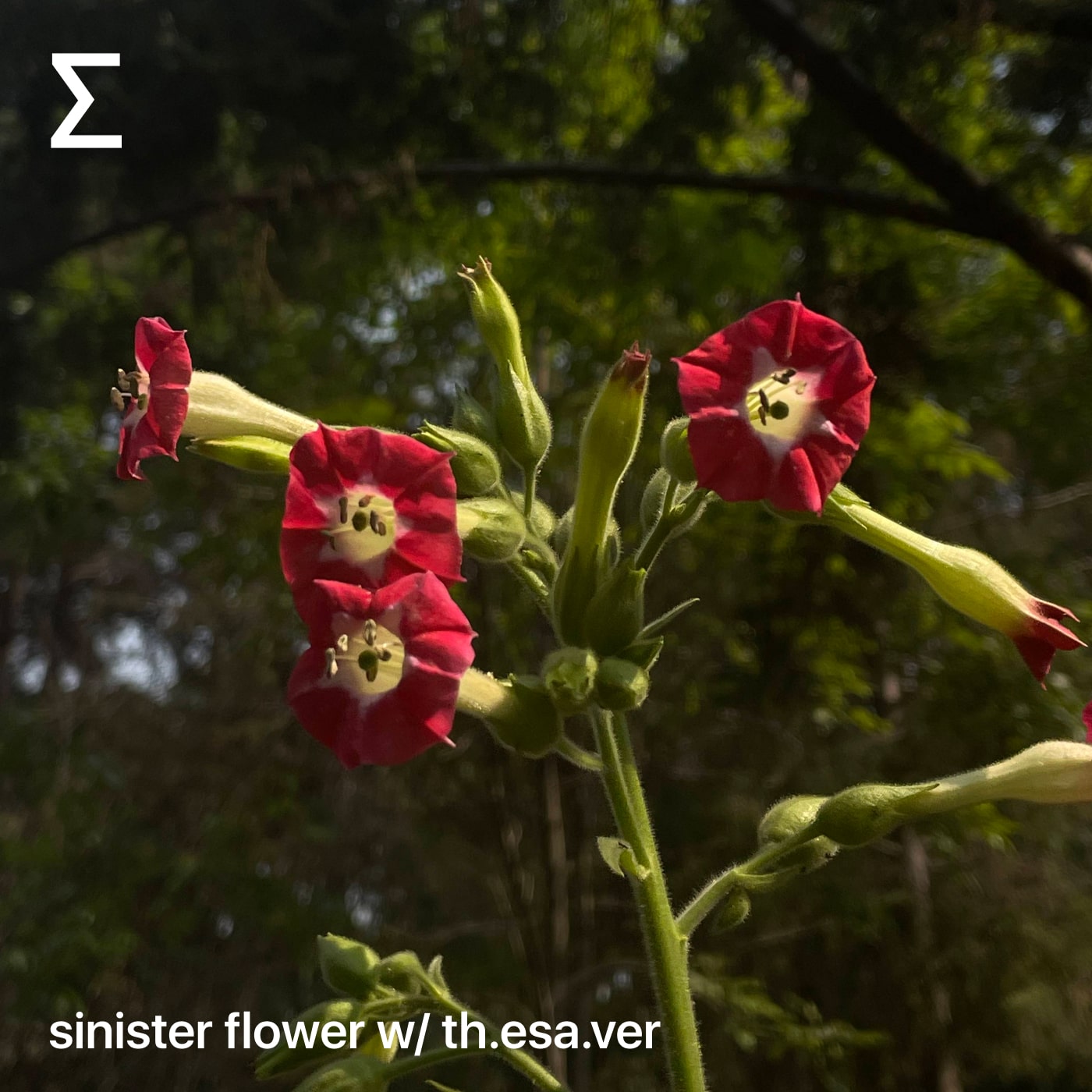 sinister flower w/ th.esa.ver