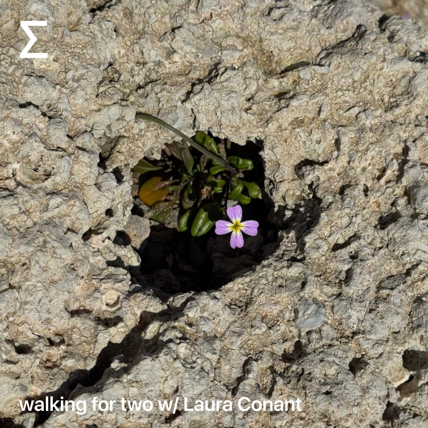 walking for two w/ Laura Conant