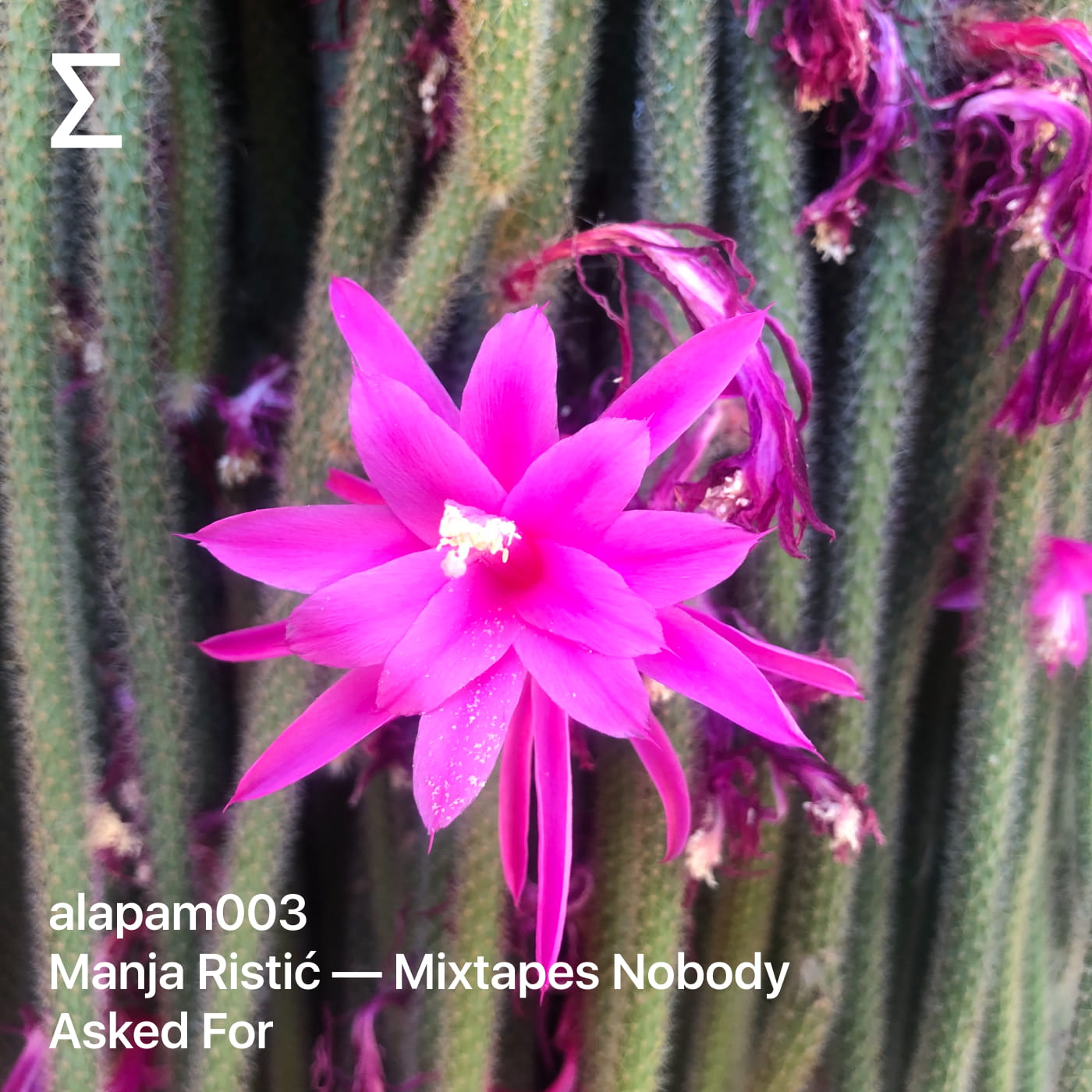 alapam003: Manja Ristić — Mixtapes Nobody Asked For