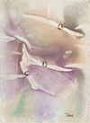 CALLA DISCS