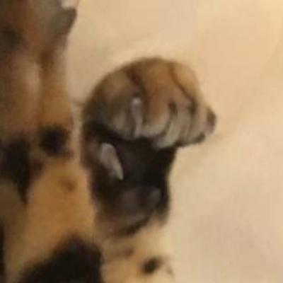 srglgt.a