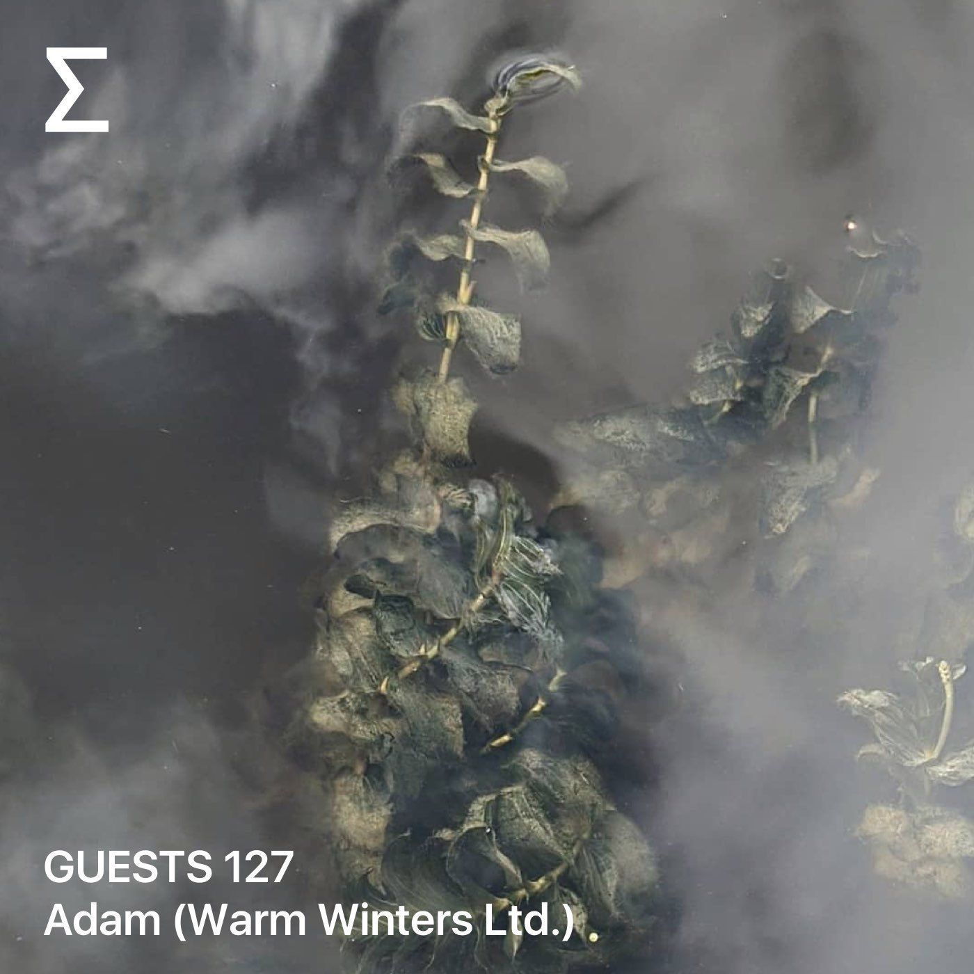 GUESTS 127 – Adam (Warm Winters Ltd.)