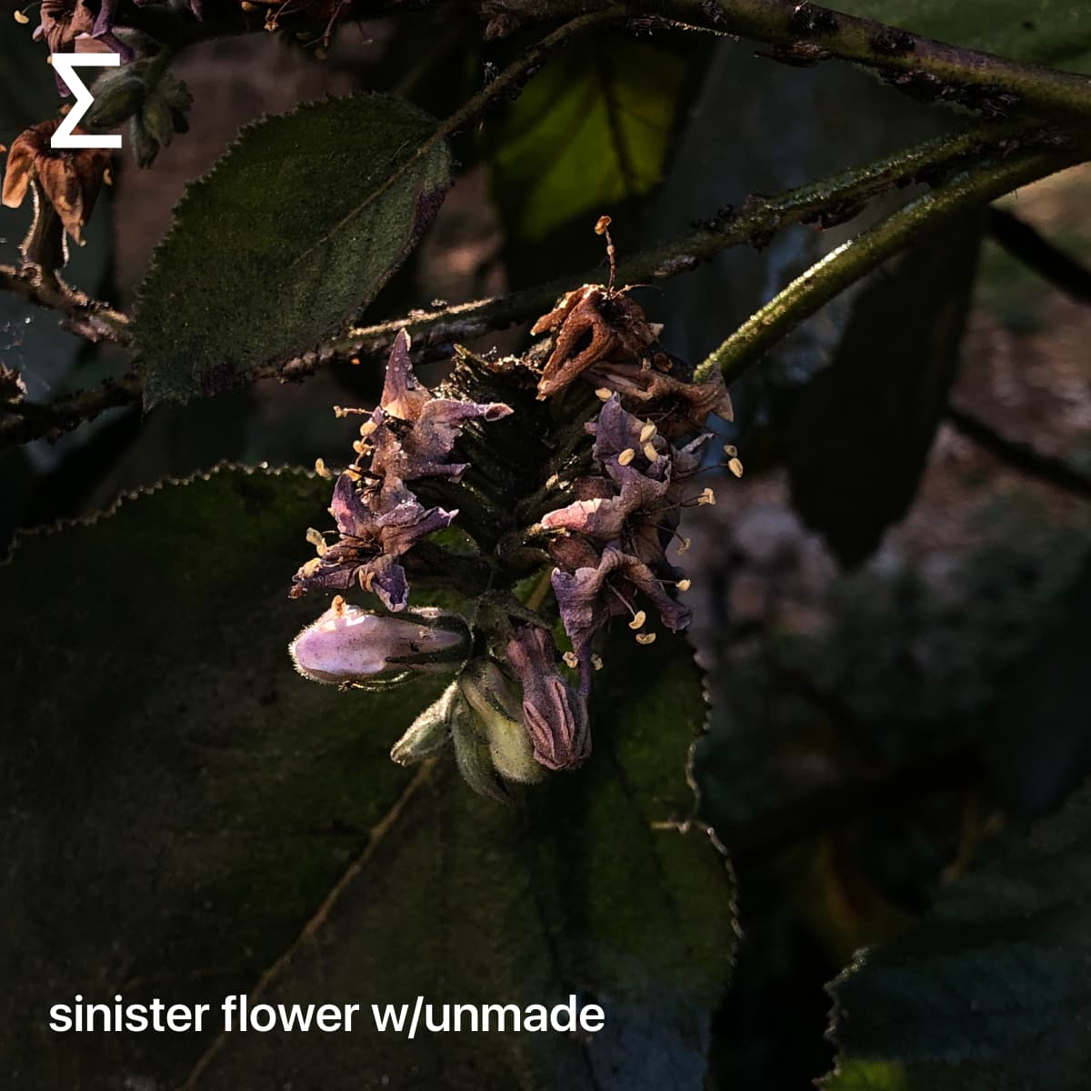 sinister flower w/unmade