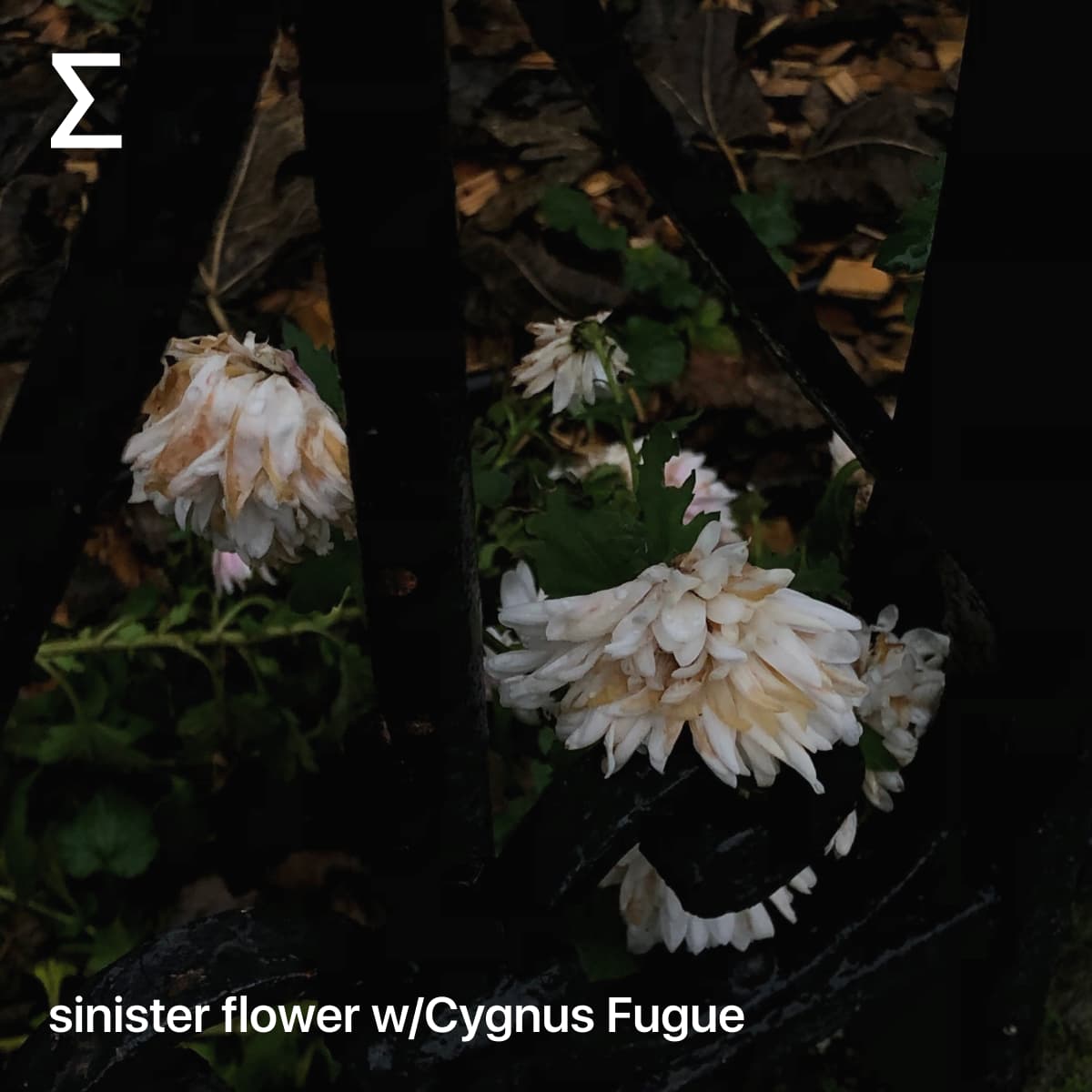 sinister flower w/Cygnus Fugue