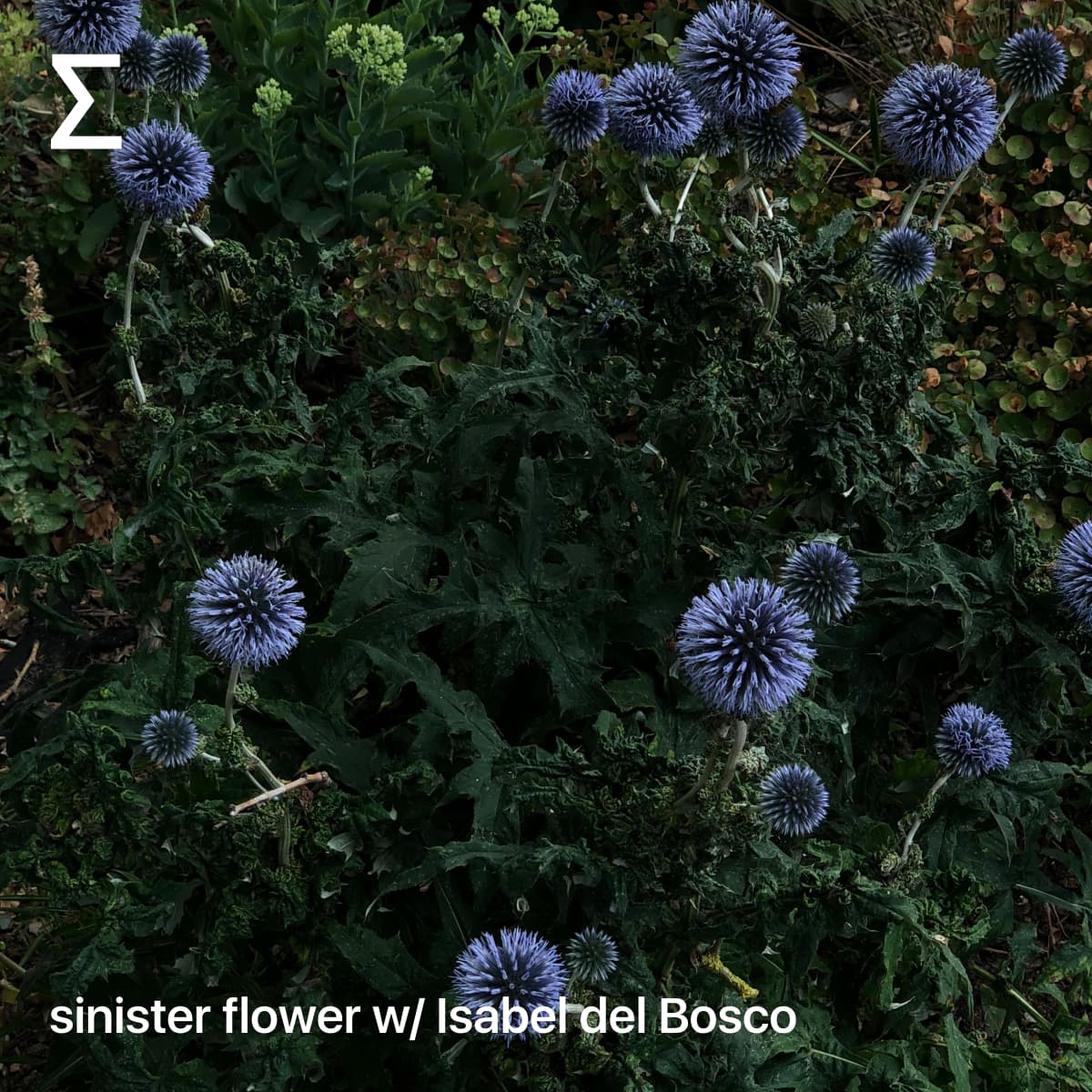 sinister flower w/ Isabel del Bosco