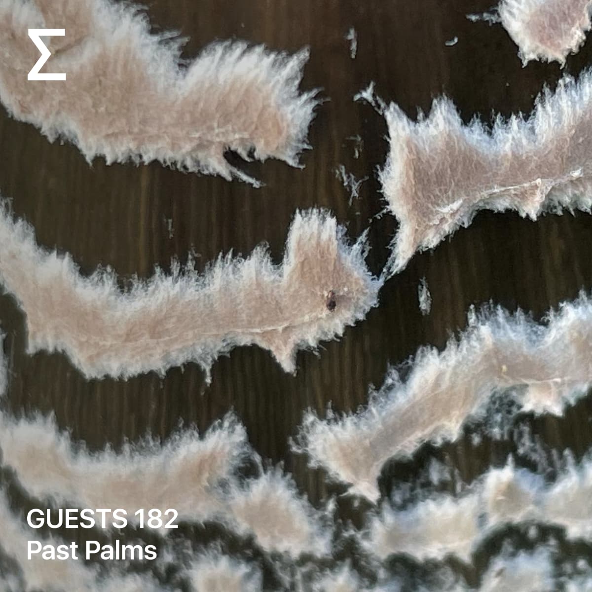 GUESTS 182 – Past Palms