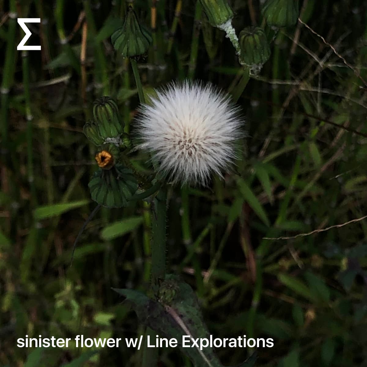 sinister flower w/ Line Explorations