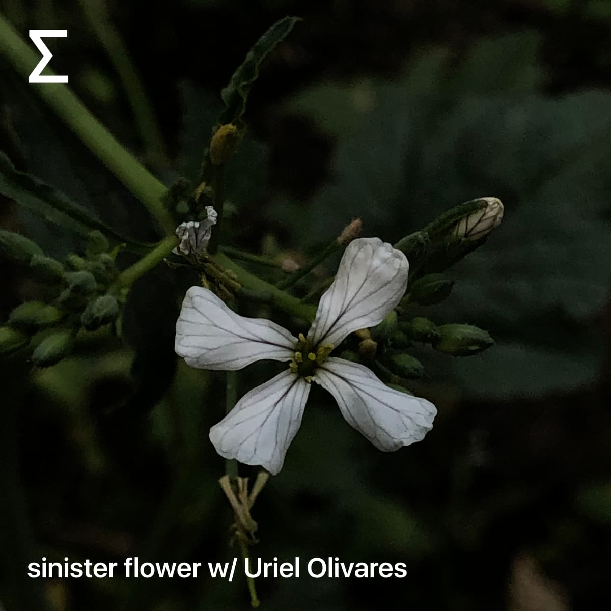 sinister flower w/ Uriel Olivares