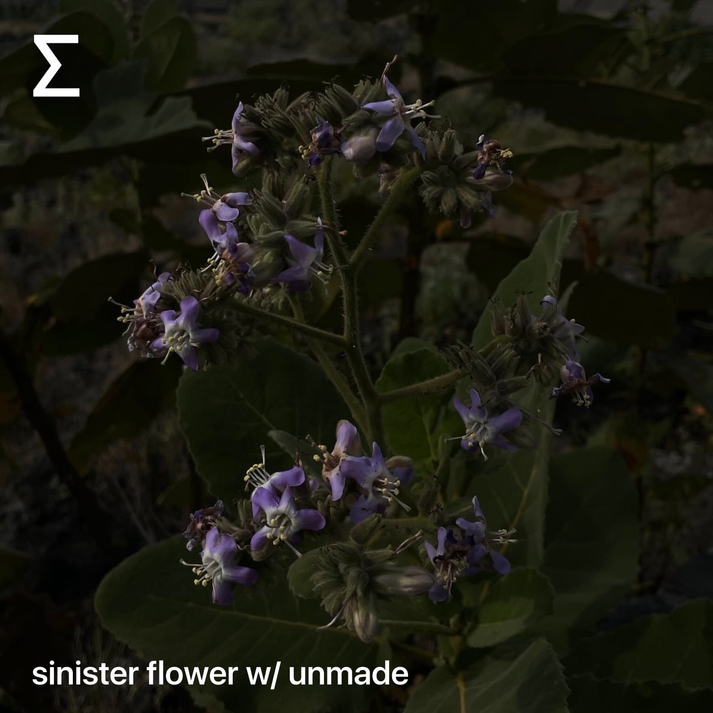 sinister flower w/ unmade