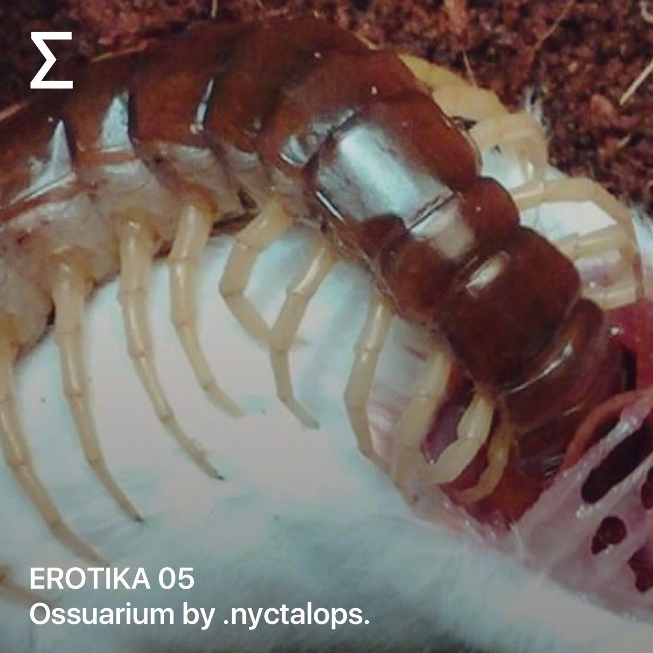 EROTIKA 05 – Ossuarium by .nyctalops. 